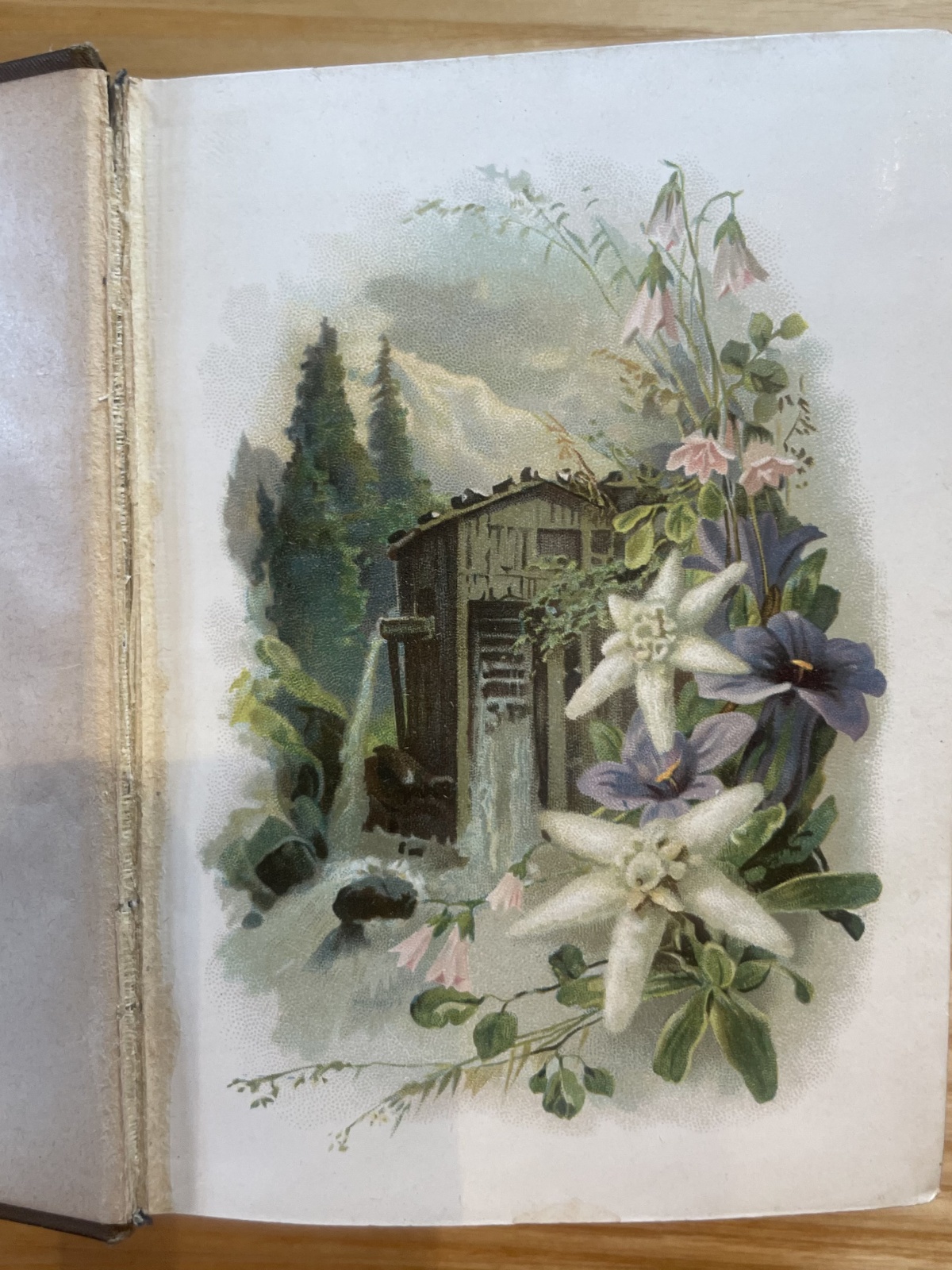 Edelweiß - Für Frauensinn und Frauenherz - Lyrikbücherl von Dr. Karl Zettel