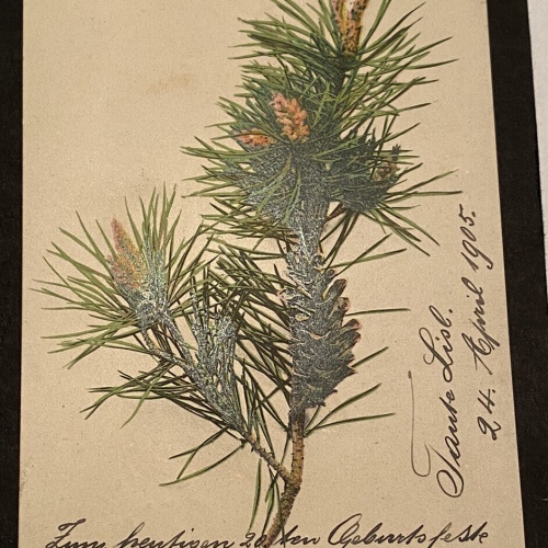 Künstlerkarte Nadelzweig Botanik um 1905 Briefmarkensprache 80252
