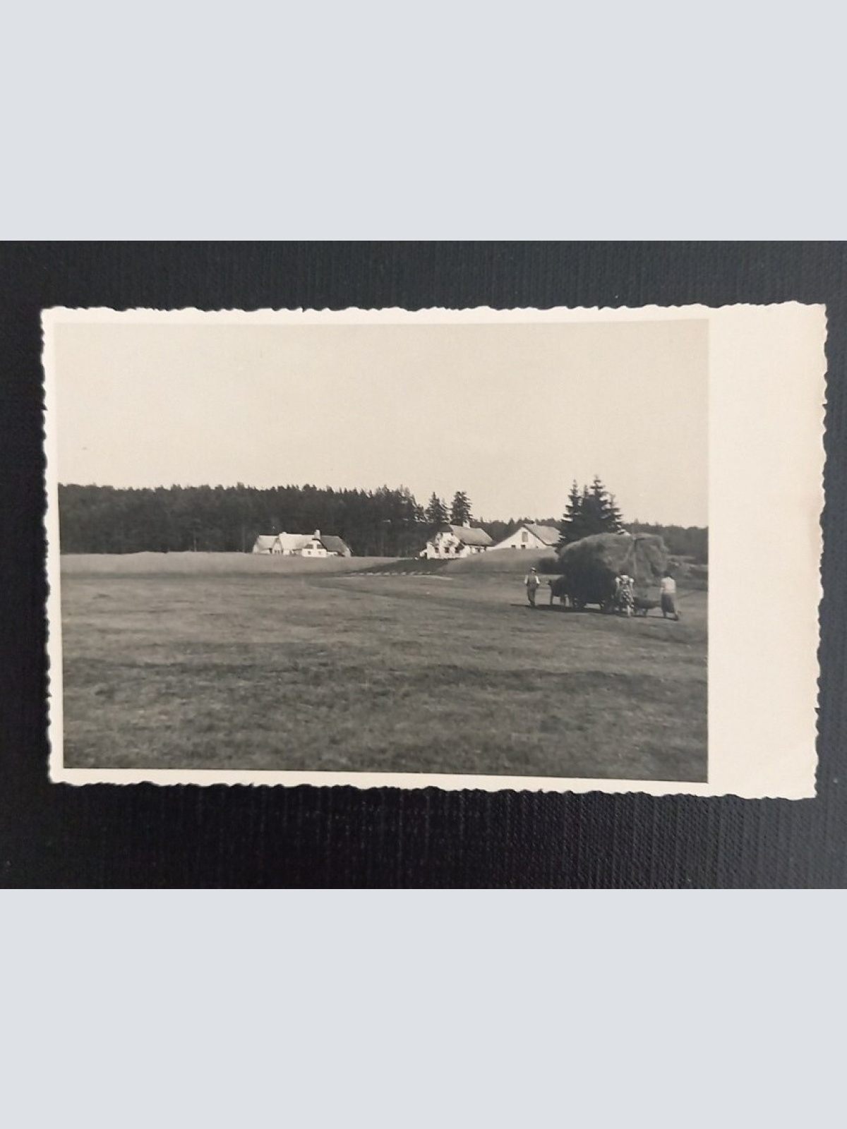 Haunsberg Kaiserbuche 650280 Ga E