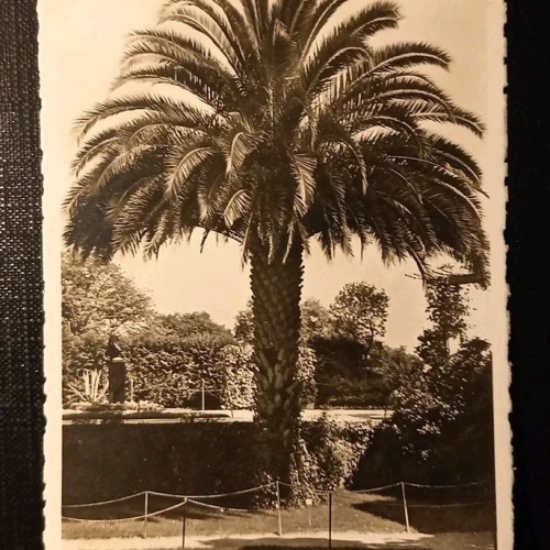 Insel Mainau Bodensee Phönixpalme 180218 H Gr