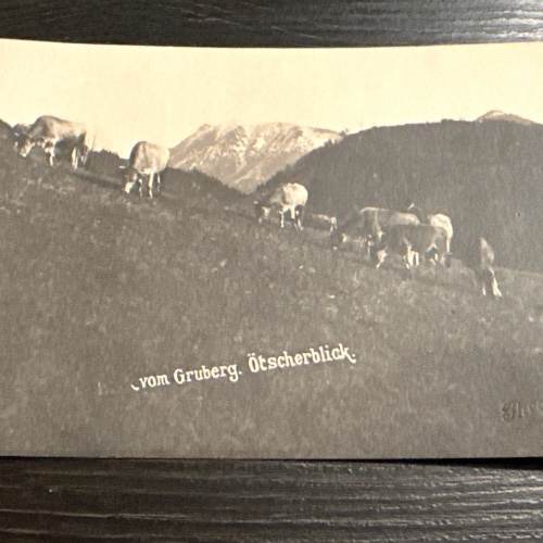 Gruberg Ötscher Kühe Arbesbach Zwettl 6345893 J