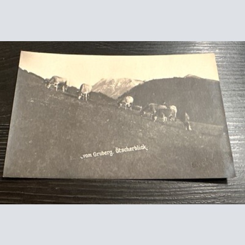 Gruberg Ötscher Kühe Arbesbach Zwettl 6345893 J