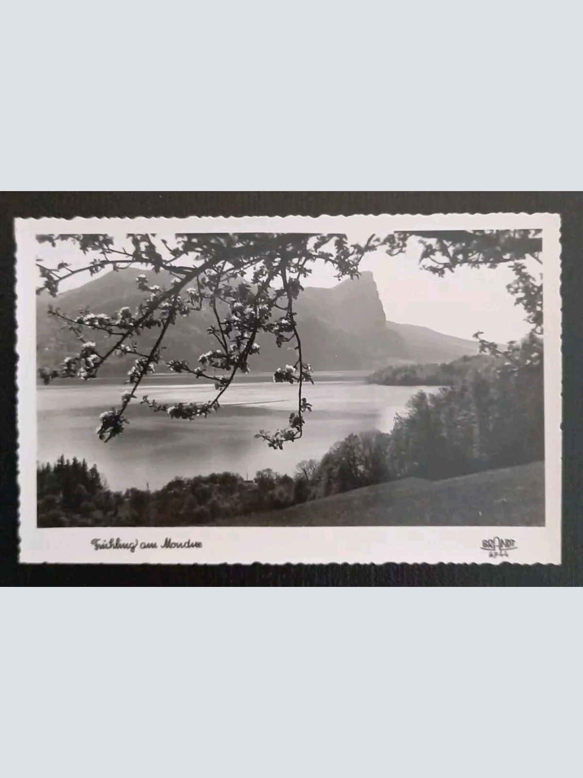 Mondsee Blick Auf Die Drachenwand 13002 gr I