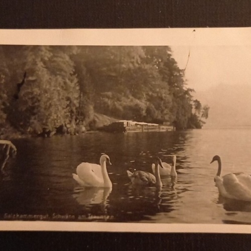 Salzkammergut Schwäne Am Traunsee 165789 H