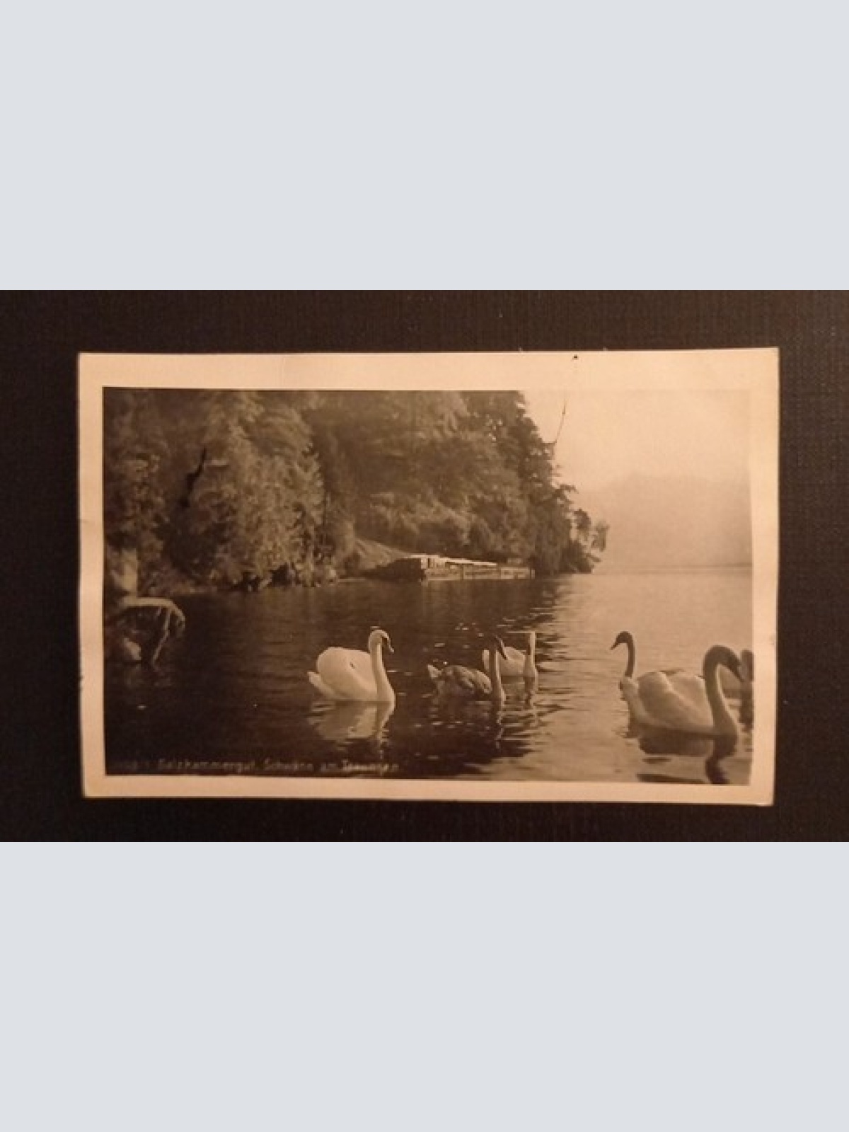 Salzkammergut Schwäne Am Traunsee 165789 H