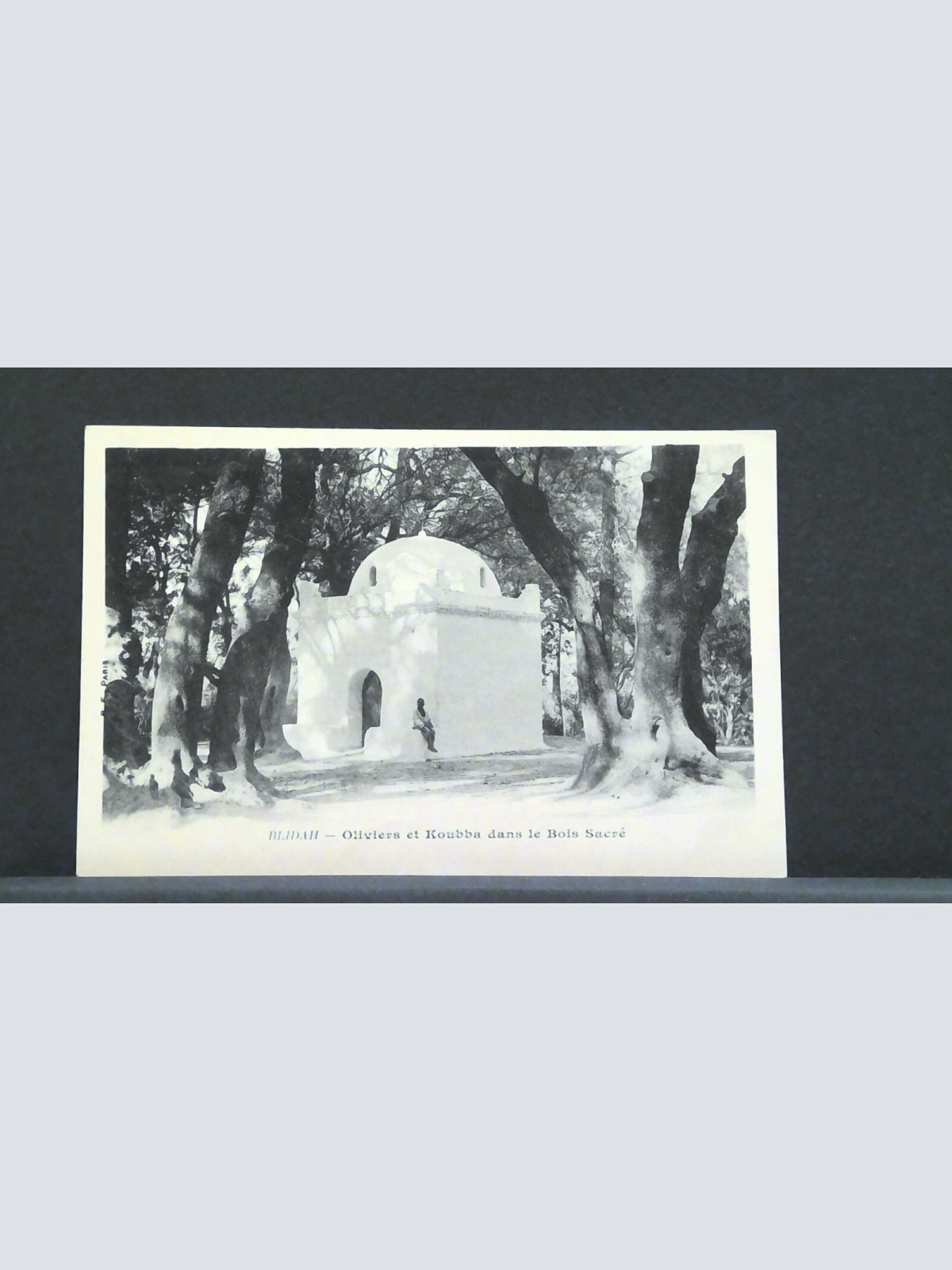 Blidah Oliviers et Koubba dans le bois sacre JW 1974 F