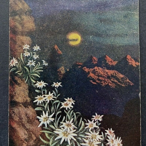 Edelweiss Blume Nacht Mond Gebirge Berg Pflanze Himmel 400314 TH F
