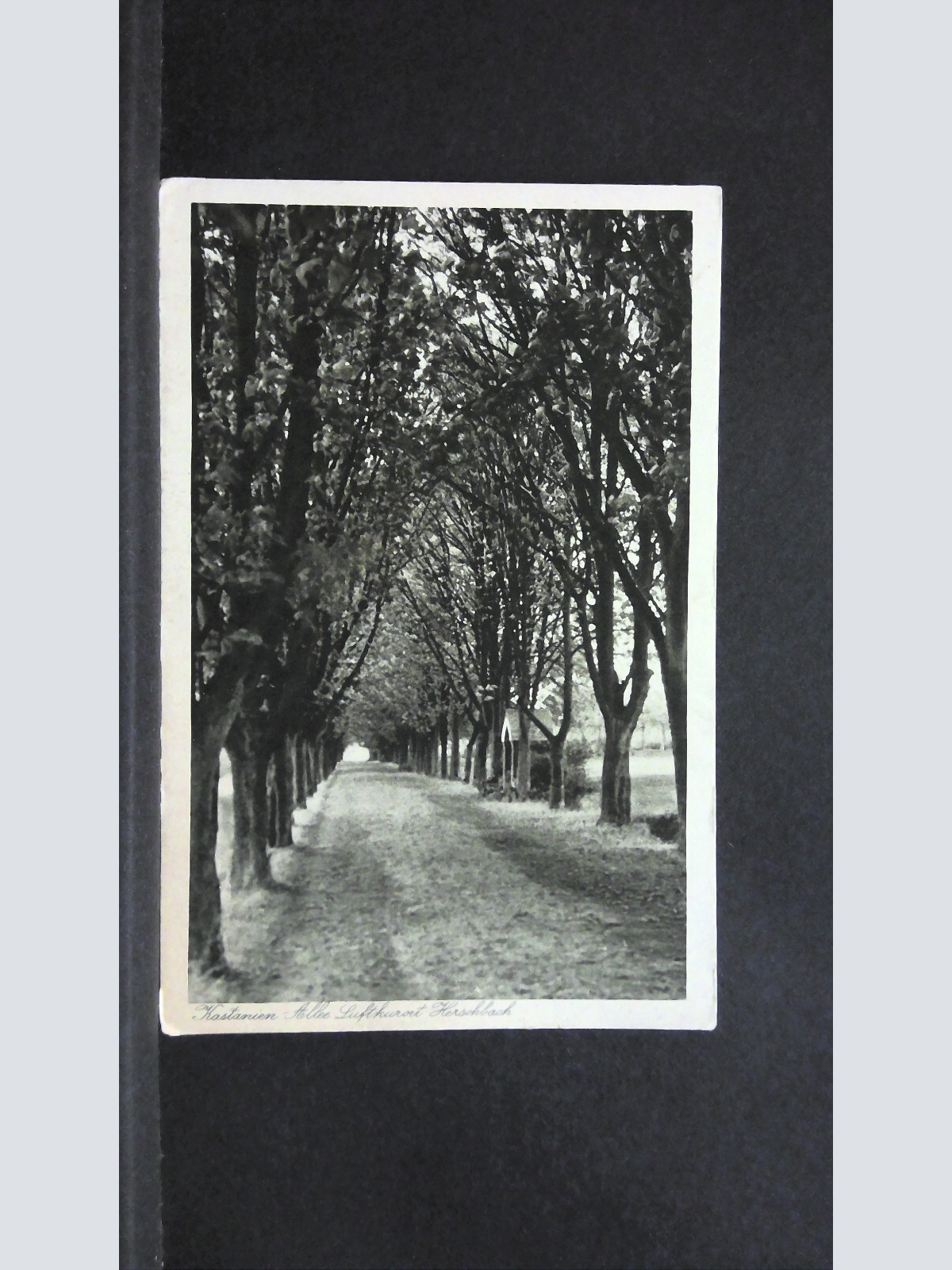 Kastanien Allee Luftkurort Herschbach 180273 jw J