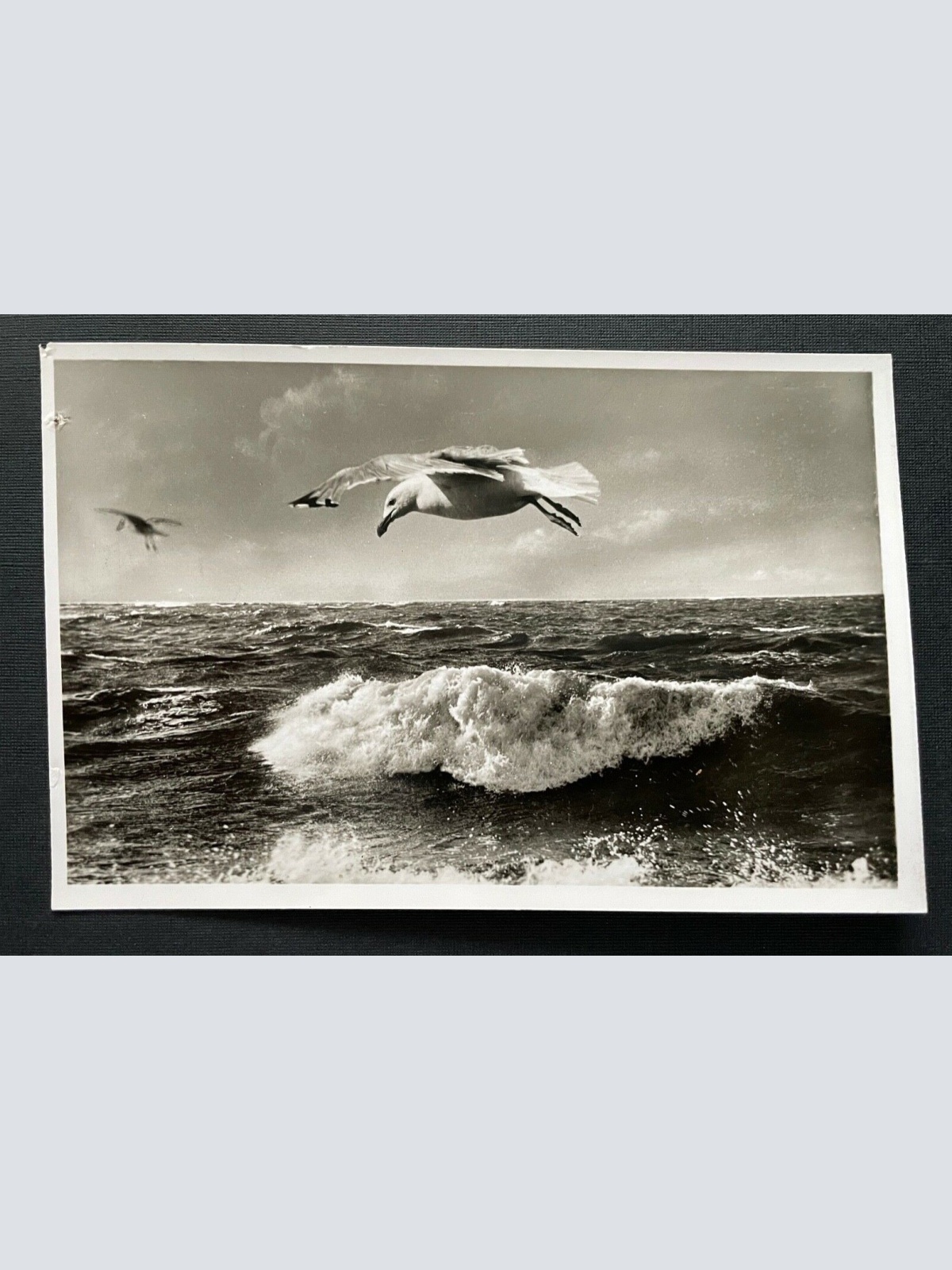 Strandhotel Dagebüll Welle Möwe Schleswig-Holstein Deutschland 401089 TH A