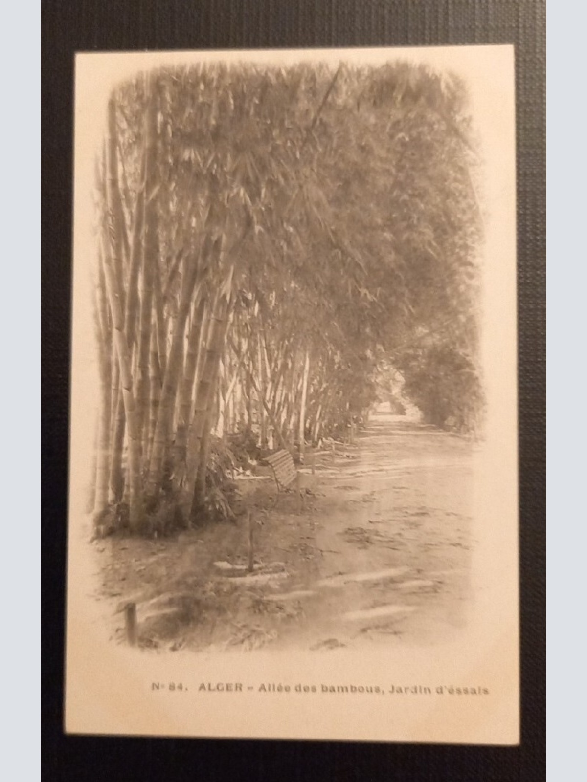 N 48 Alger Allee Des Bambous Jardin D'Essals 800045 Ga