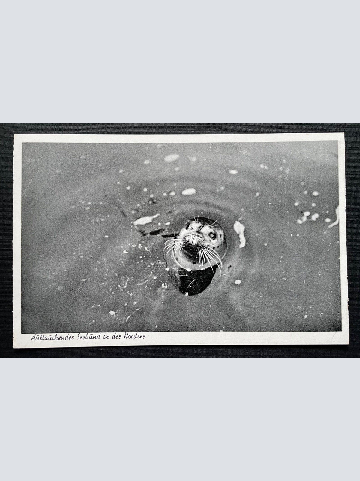 Auftauchender Seehund in der Nordsee Tier Robbe Meer Deutschland 401006 TH A