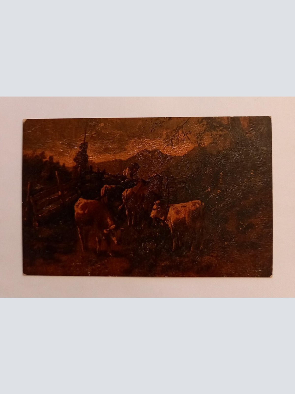 Kühe  mit Senn auf der Alm 600600A gr D