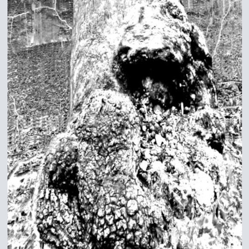 CD, Ltd Siechtum (2) - Hinab