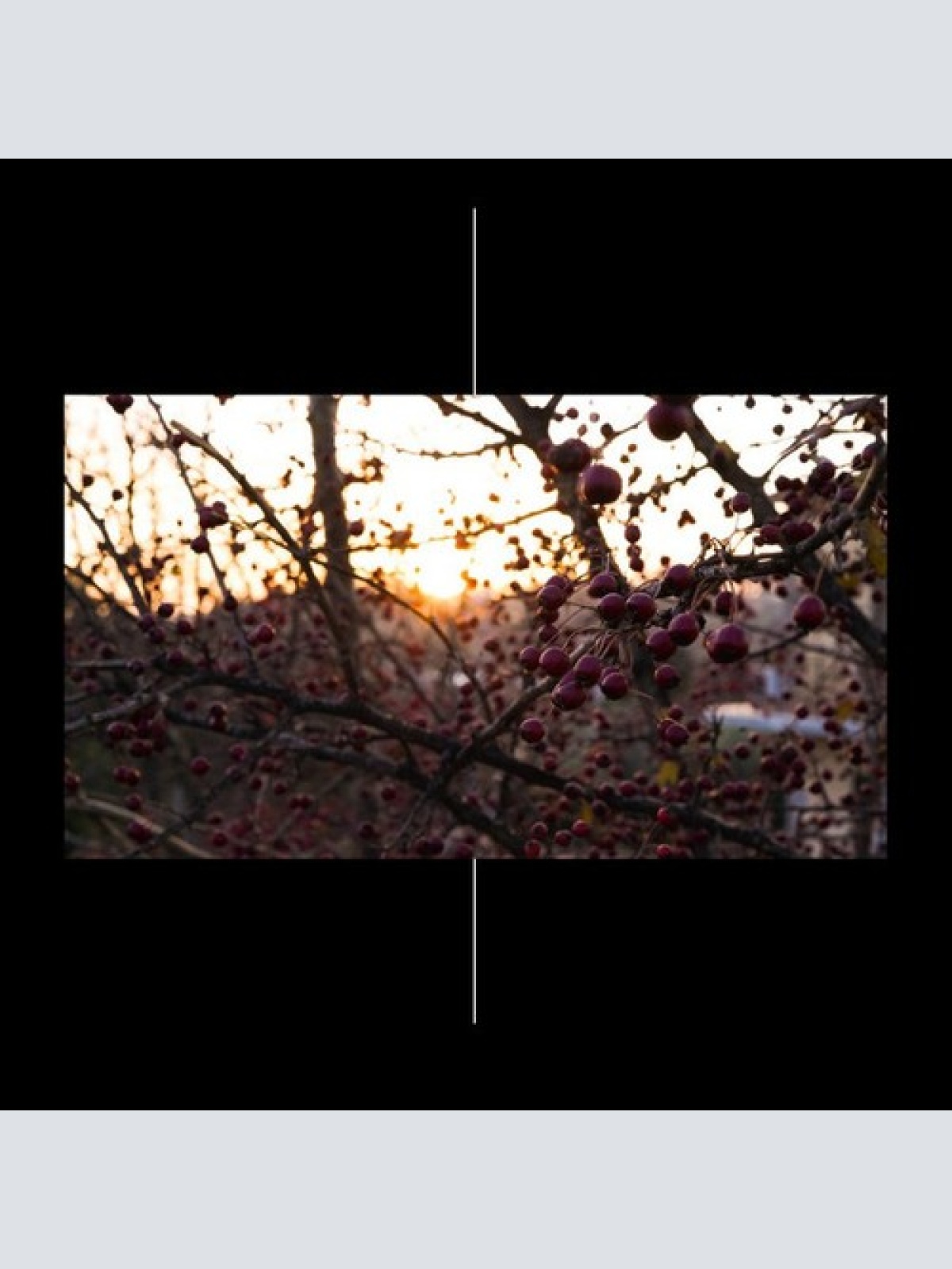 CD, Ltd Seventh Genocide, Okydrones, Onirica (4), Fortisleo - Seventh Genocid...