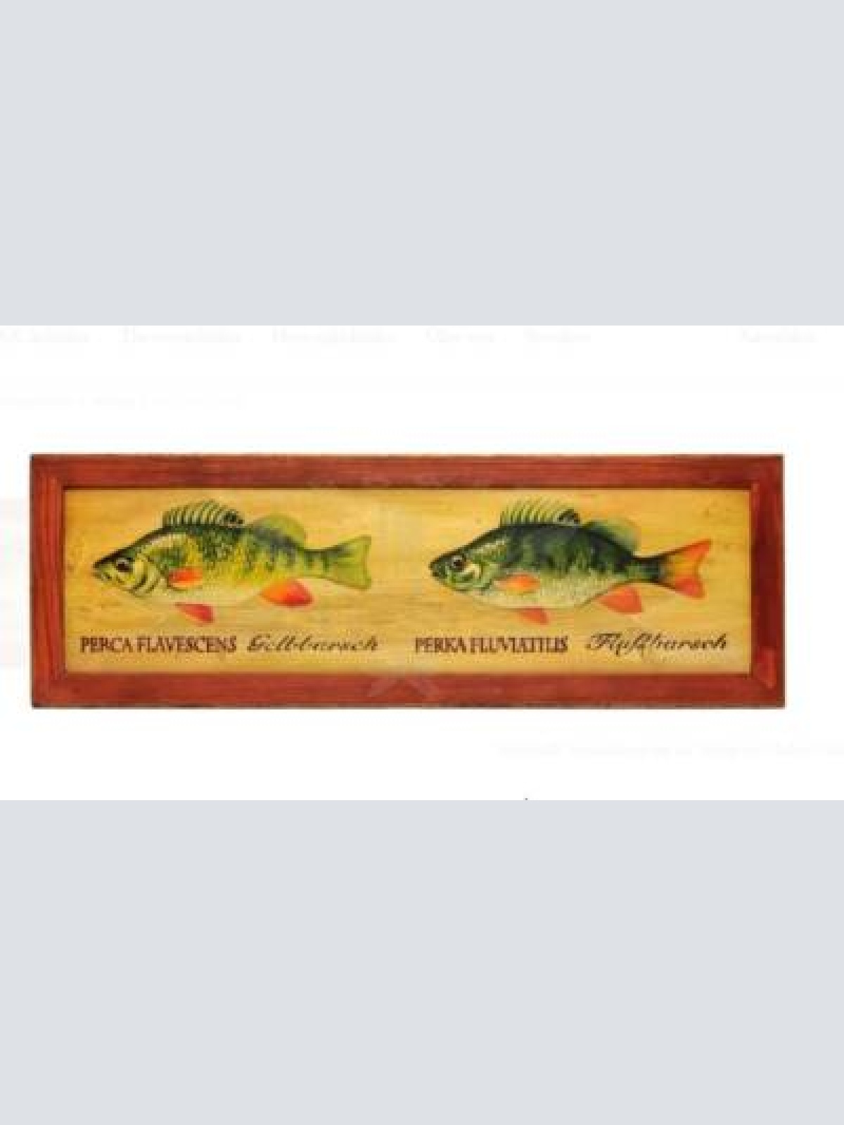 Kuk nostalgie holzschild fische goldbarsch barsch flußbarsch
