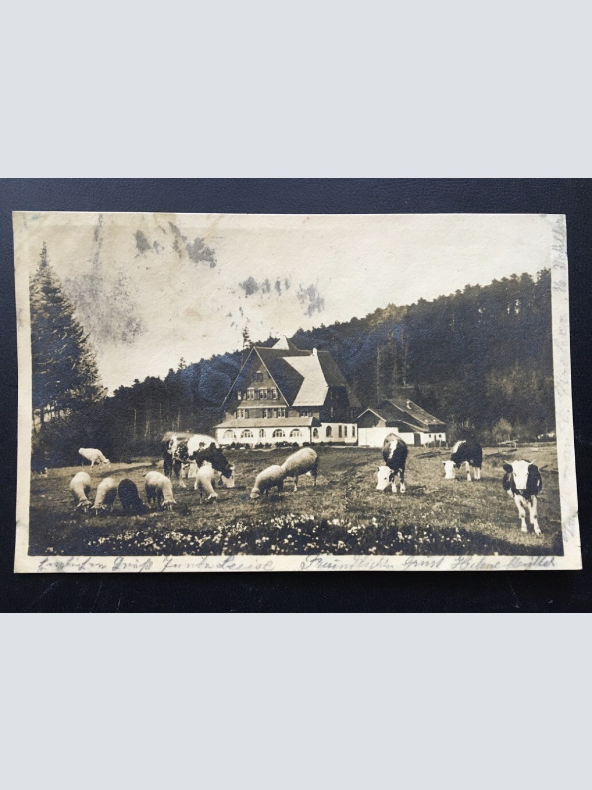 Luisenhöhe bei Freiburg im Breisgau - Alm Kühe - Deutschland 400264 TH
