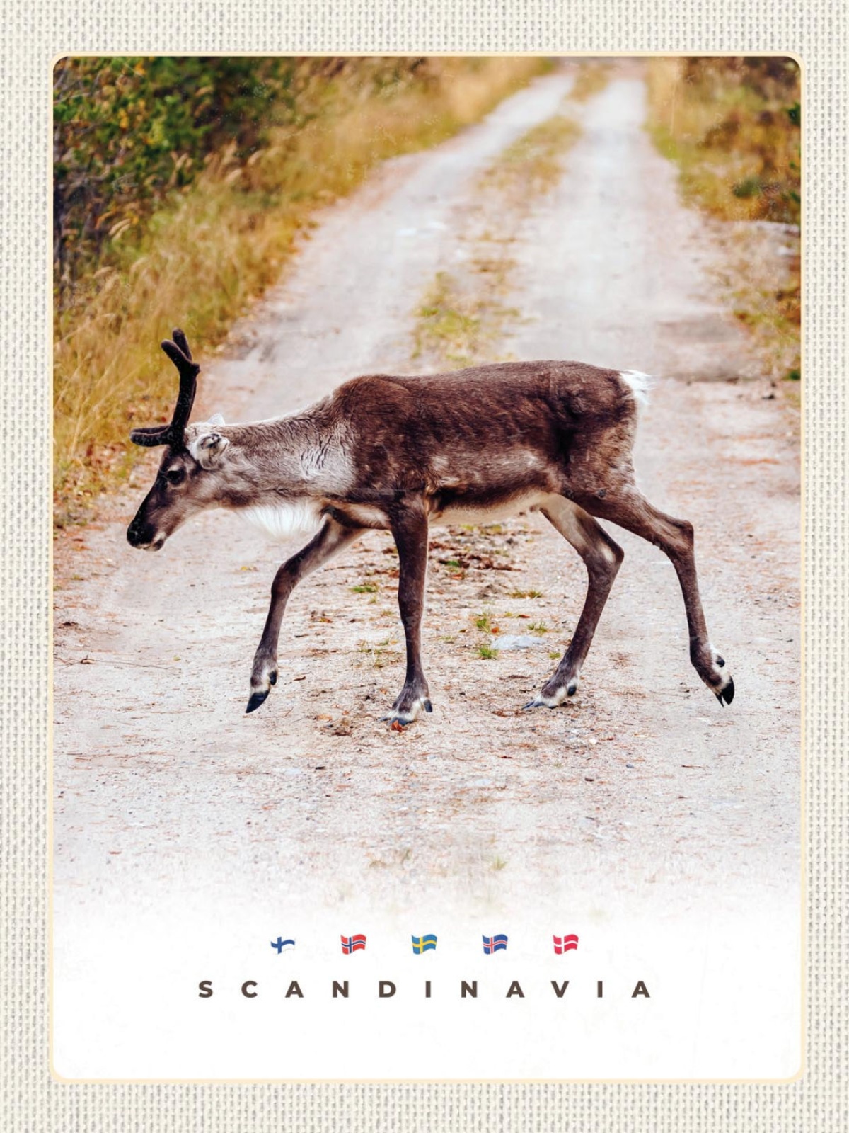 Schild Scandinavia Skandinavien Rentier Weg NOR 12x18 20x30 30x40 Blech/Holz
