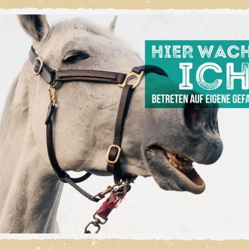 Schild Hier Wache Ich Pferd Schimmel Gefahr Tier 12x18 20x30 30x40 Blech/Holz