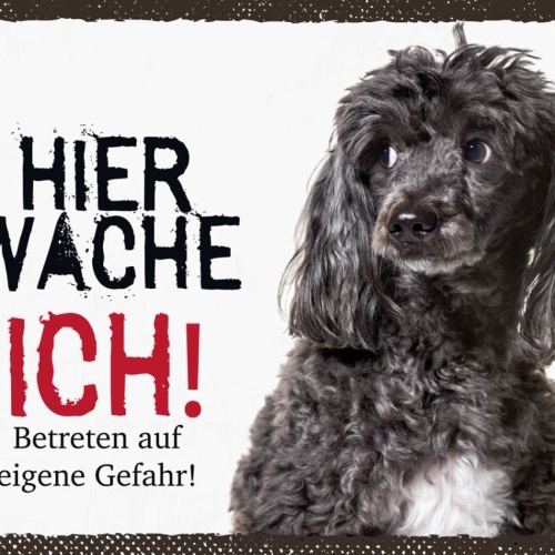 Schild Hier Wache Ich Pudel Gefahr Hund Haus Tier 12x18 20x30 30x40 Blech/Holz