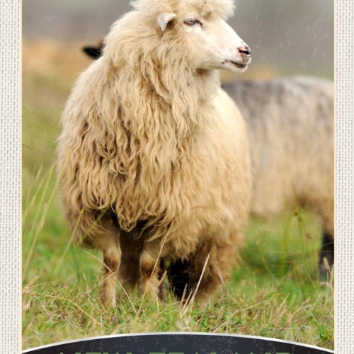 Schild New Zealand Neuseeland Schaf Zucht Wolle 12x18 20x30 30x40 Blech/Holz