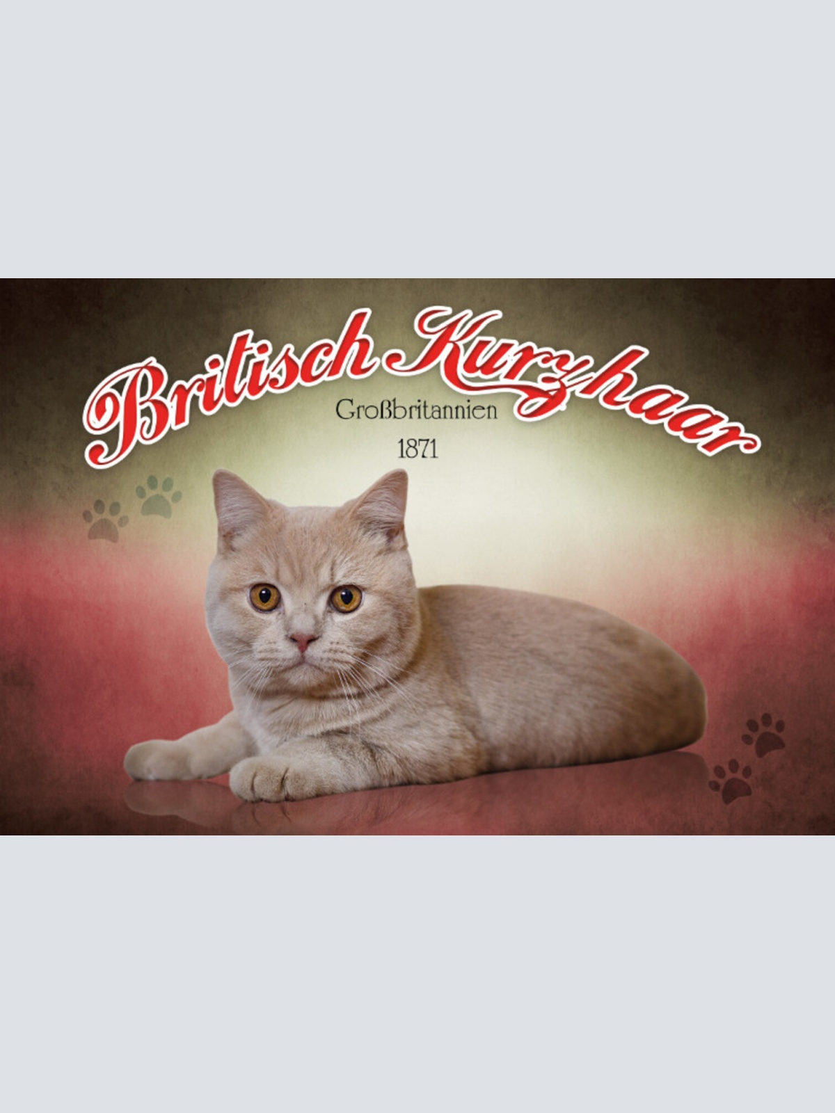 Schild Spruch Britisch Kurzhaar Katze Großbritannien 1871 JW