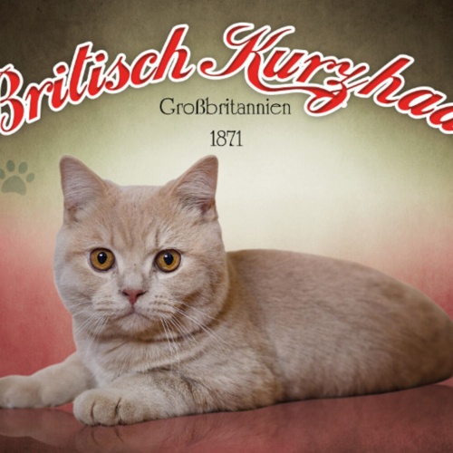 Schild Spruch Britisch Kurzhaar Katze Großbritannien 1871 JW