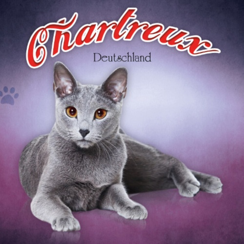Schild Spruch Chartreux Katze Deutschland JW