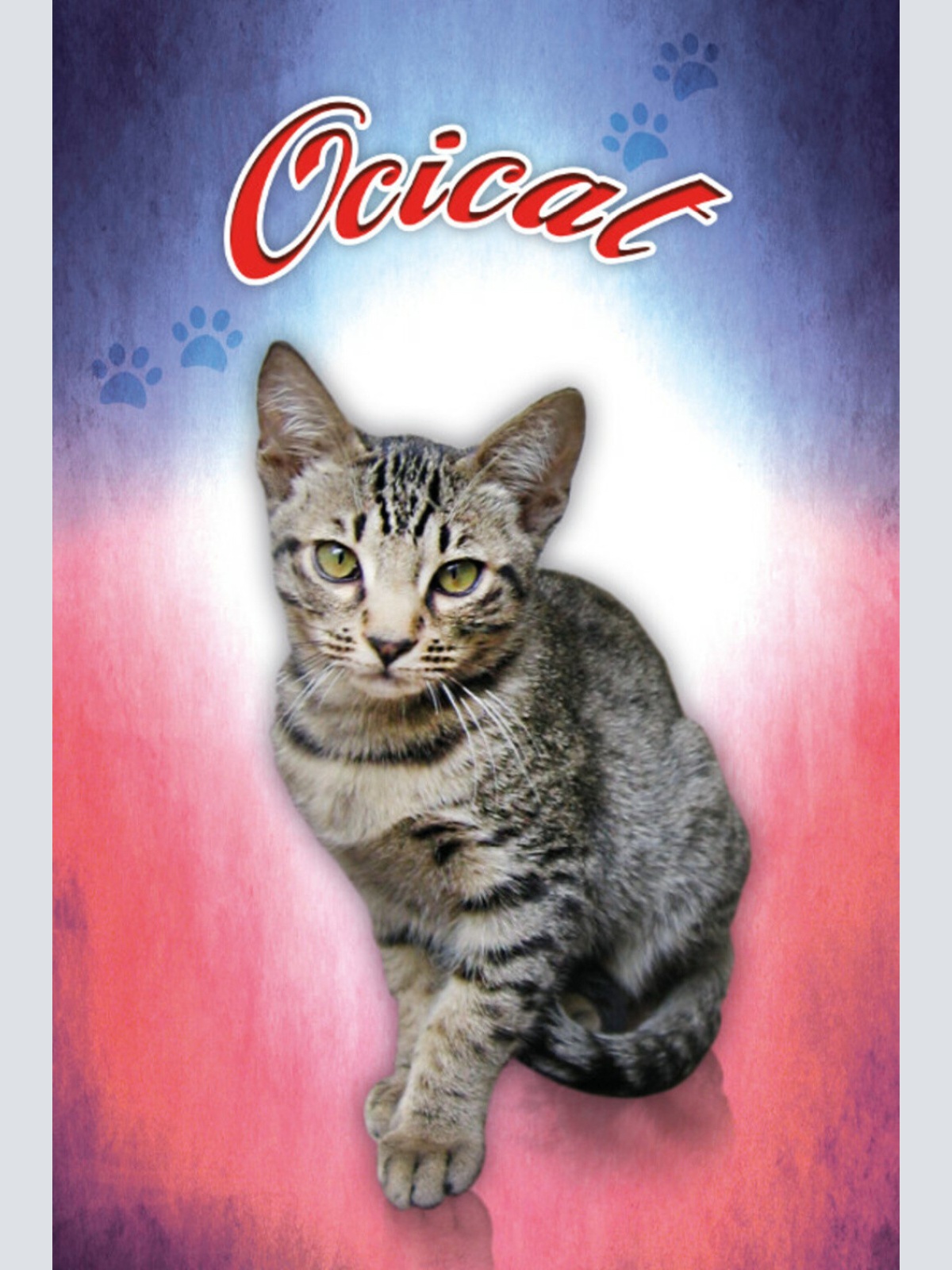 Schild Spruch Ocicat Katze JW