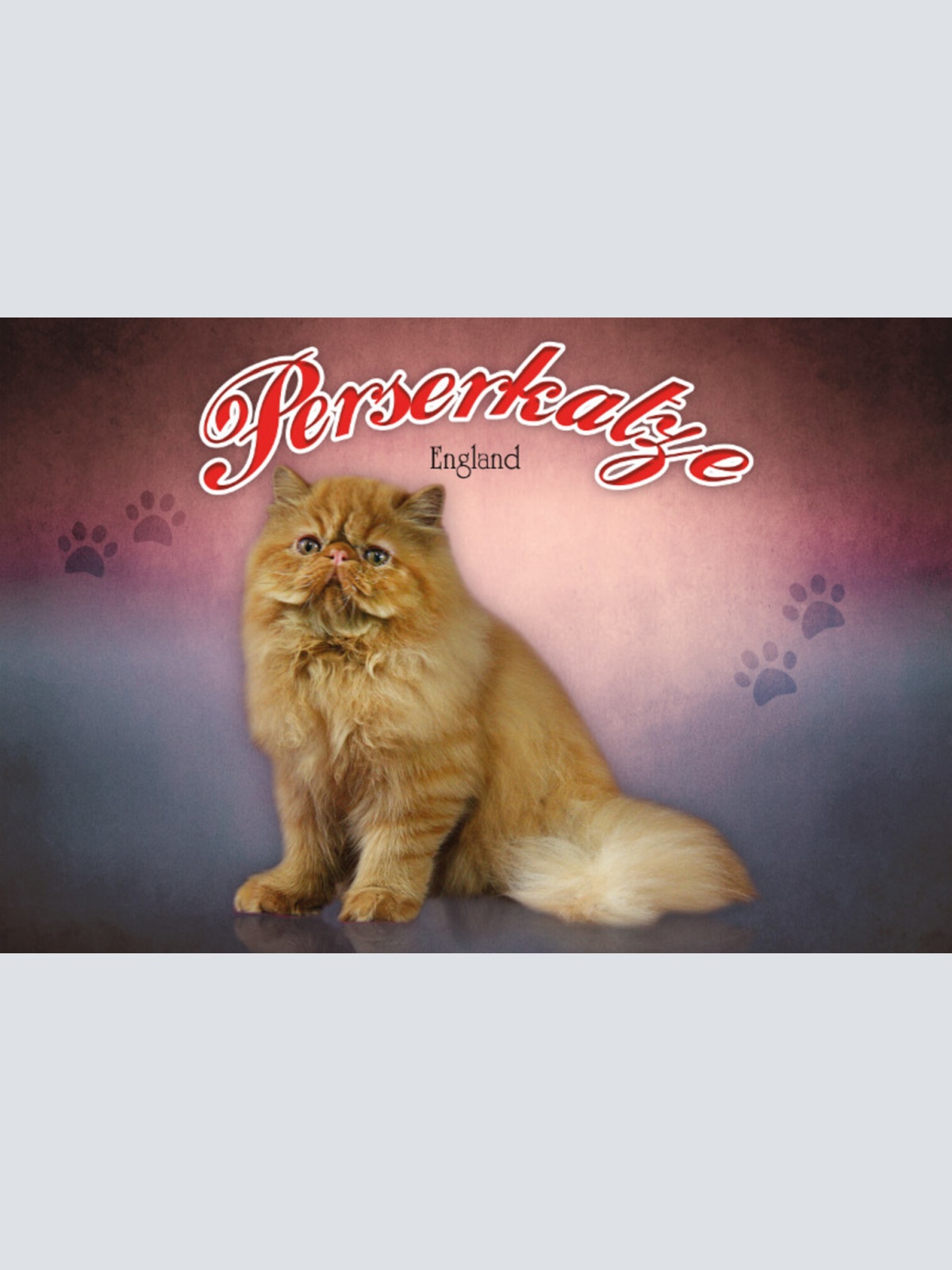 Schild Spruch Perserkatze England JW