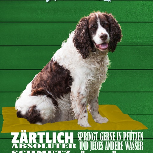 Schild Spruch Springer Spaniel Steckbrief Zärtlich Freundlich zu Kindern Hund JW