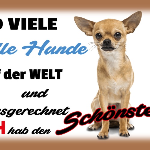 Schild Spruch So viele tolle Hunde auf Welt Ich hab den schönsten Chihuahua  JW