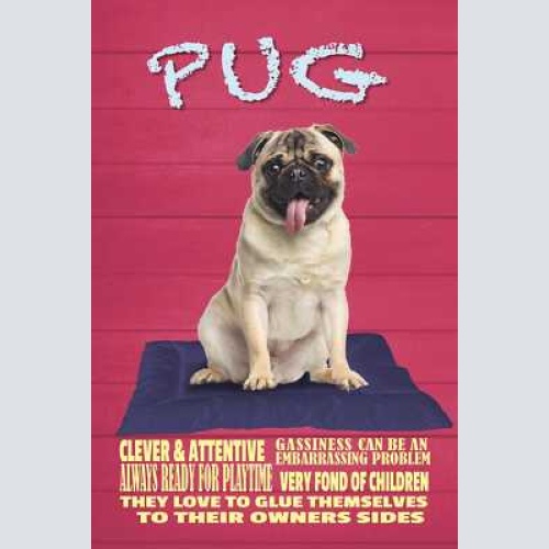 Schild spruch pug mops steckbrief always ready for playtime verspielt hund jw