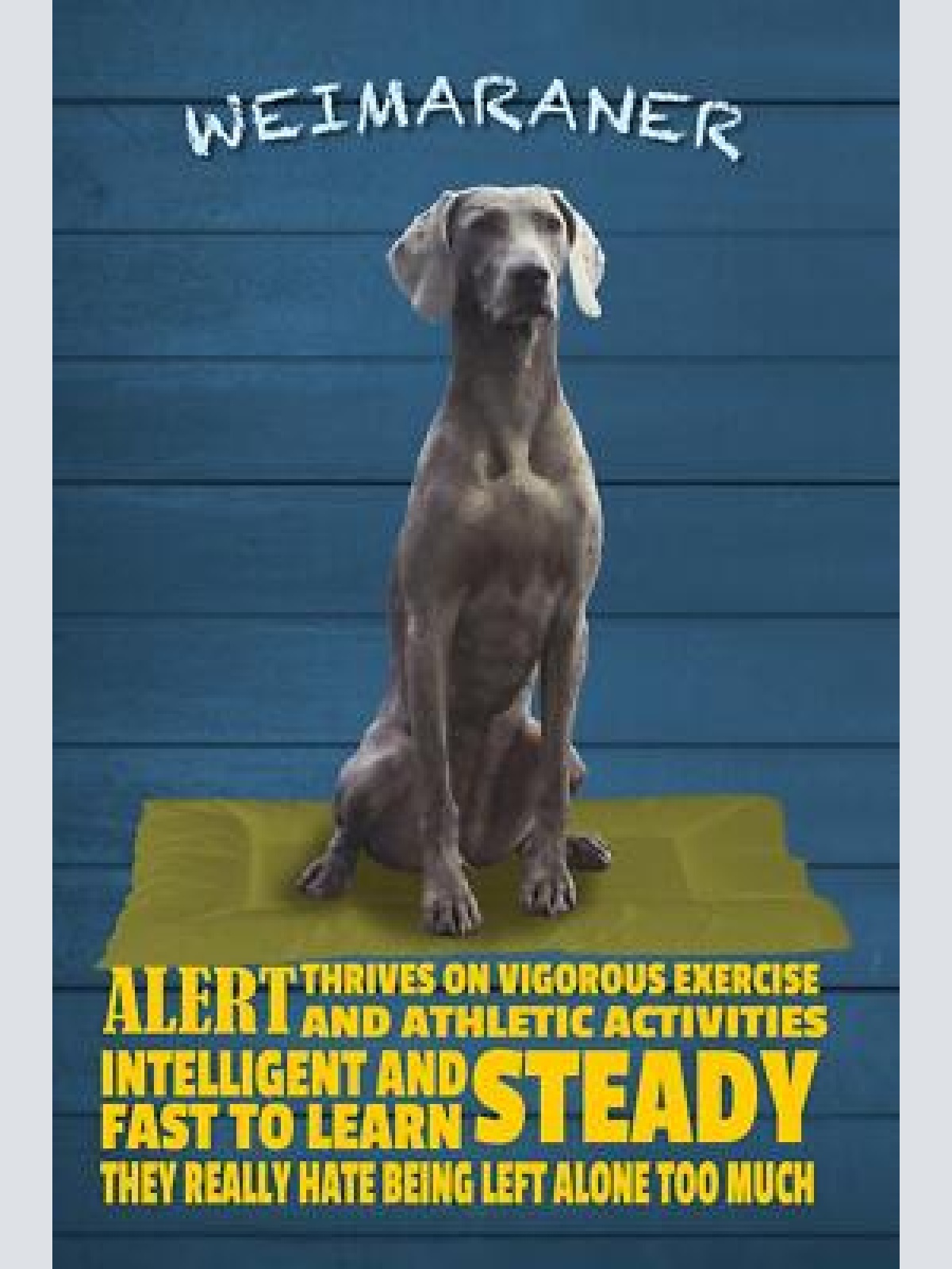 Schild spruch weimaraner steckbrief alert wachsam hund jw