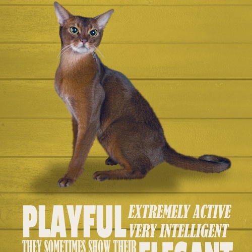 Schild Spruch Abyssinian Steckbrief Playful Verspielt Katze JW