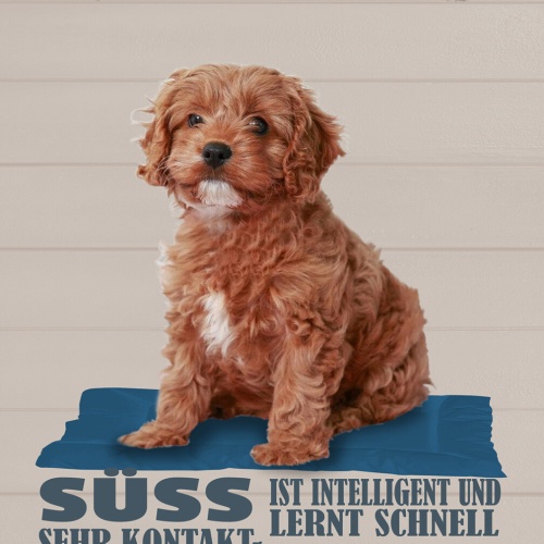 Schild Spruch Cavapoo Steckbrief Süß Freundlich Hund JW
