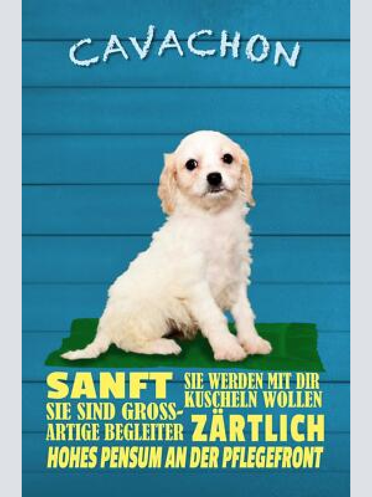 Schild spruch cavachon steckbrief sanft zärtlich hund jw