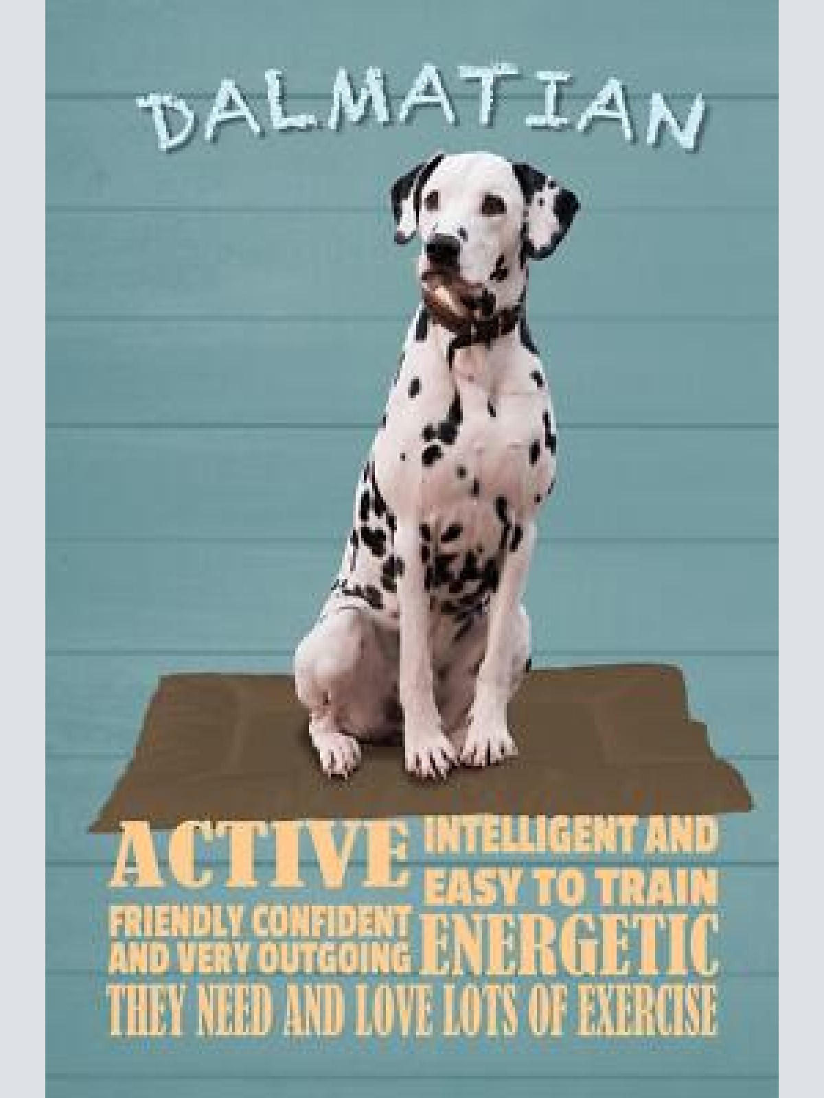 Schild spruch dalmatian steckbrief active aktiv intelligent hund jw