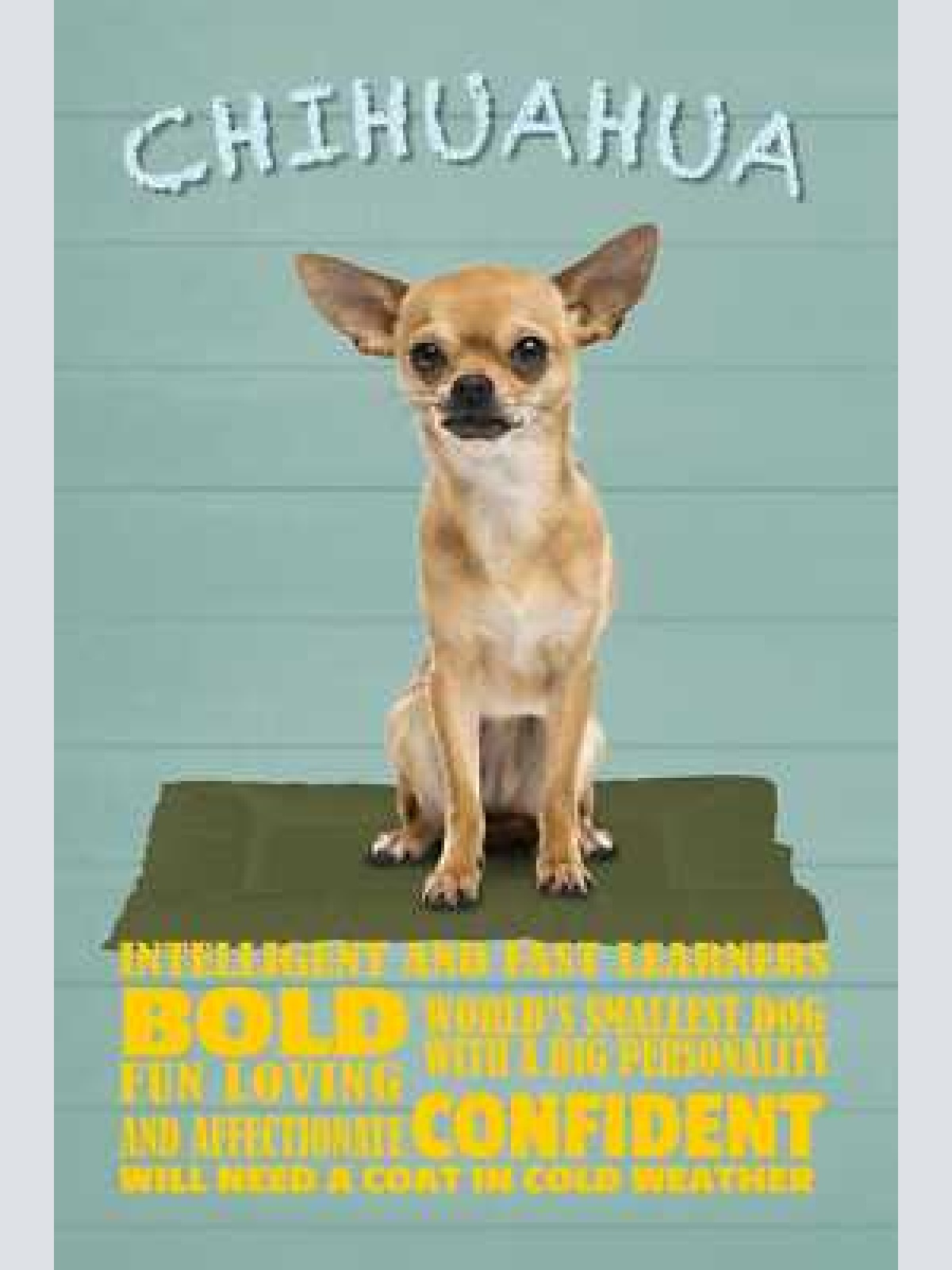 Schild spruch chihuahua steckbrief confident selbstsicher hund jw
