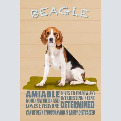 Schild spruch beagle steckbrief amiable freundlich hund jw