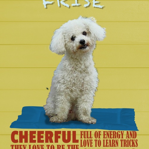 Schild Spruch Bichon Frise Steckbrief Charming Charmant Hund JW