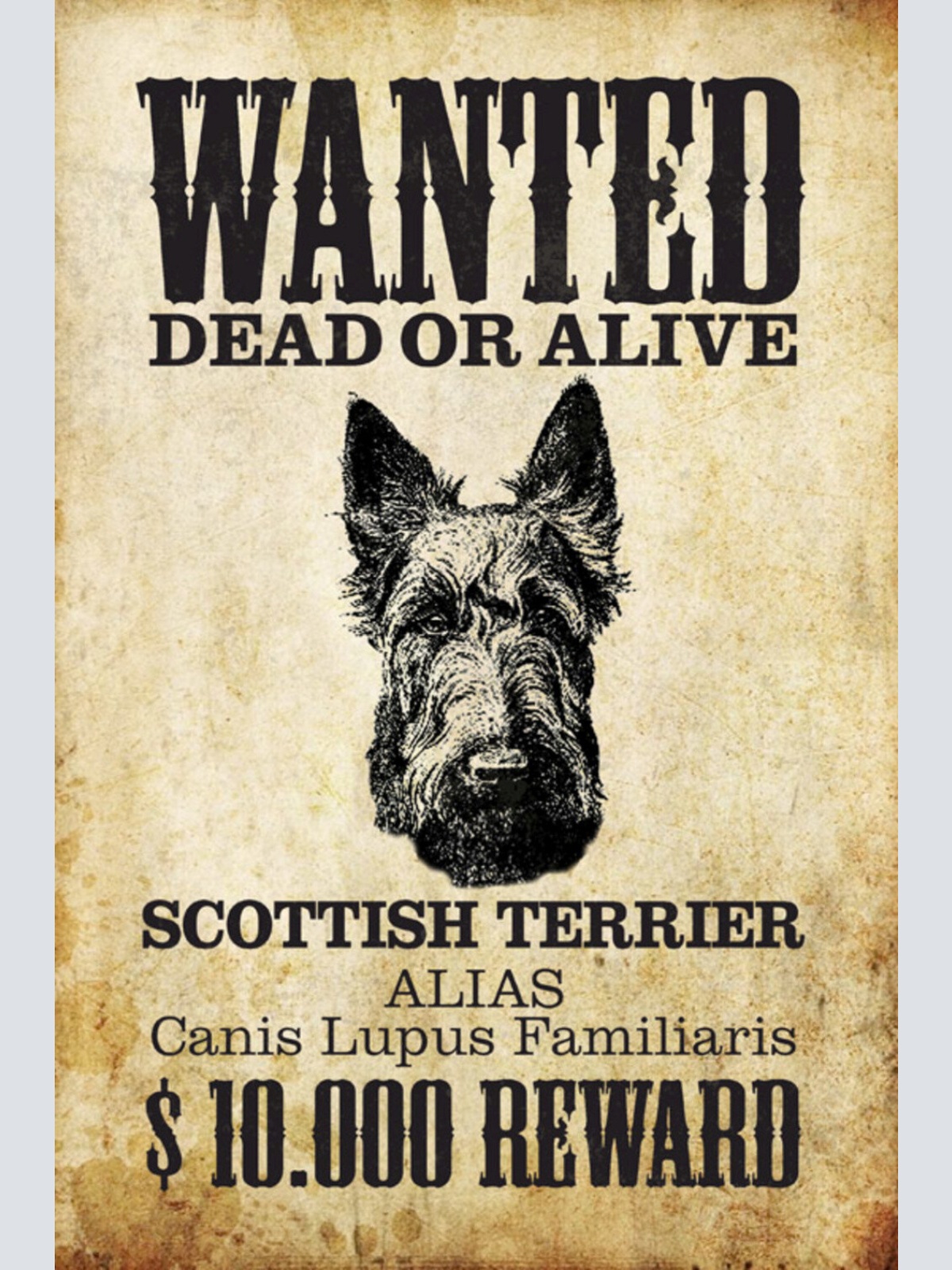 Schild Spruch Wanted Dead of Alive Gesucht Tot Leben Scottish Terrier Hund JW