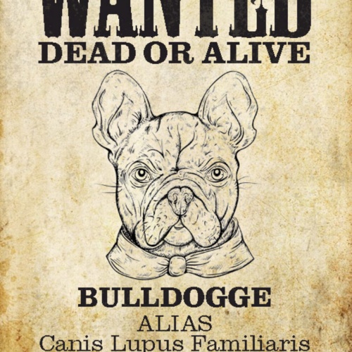 Schild Spruch Wanted Dead or Alive Gesucht Tot Lebend Bulldogge Hund JW