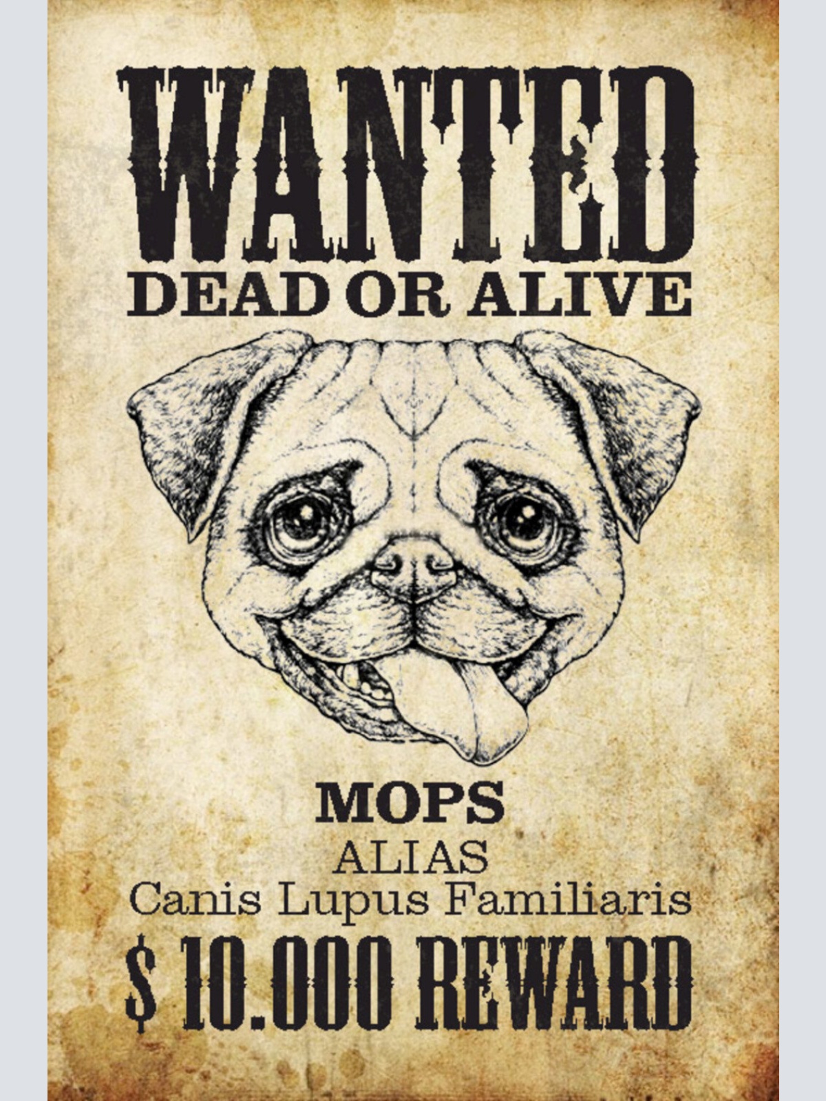 Schild Spruch Wanted Dead or Alive Gesucht Tot Lebend Mops Hund JW