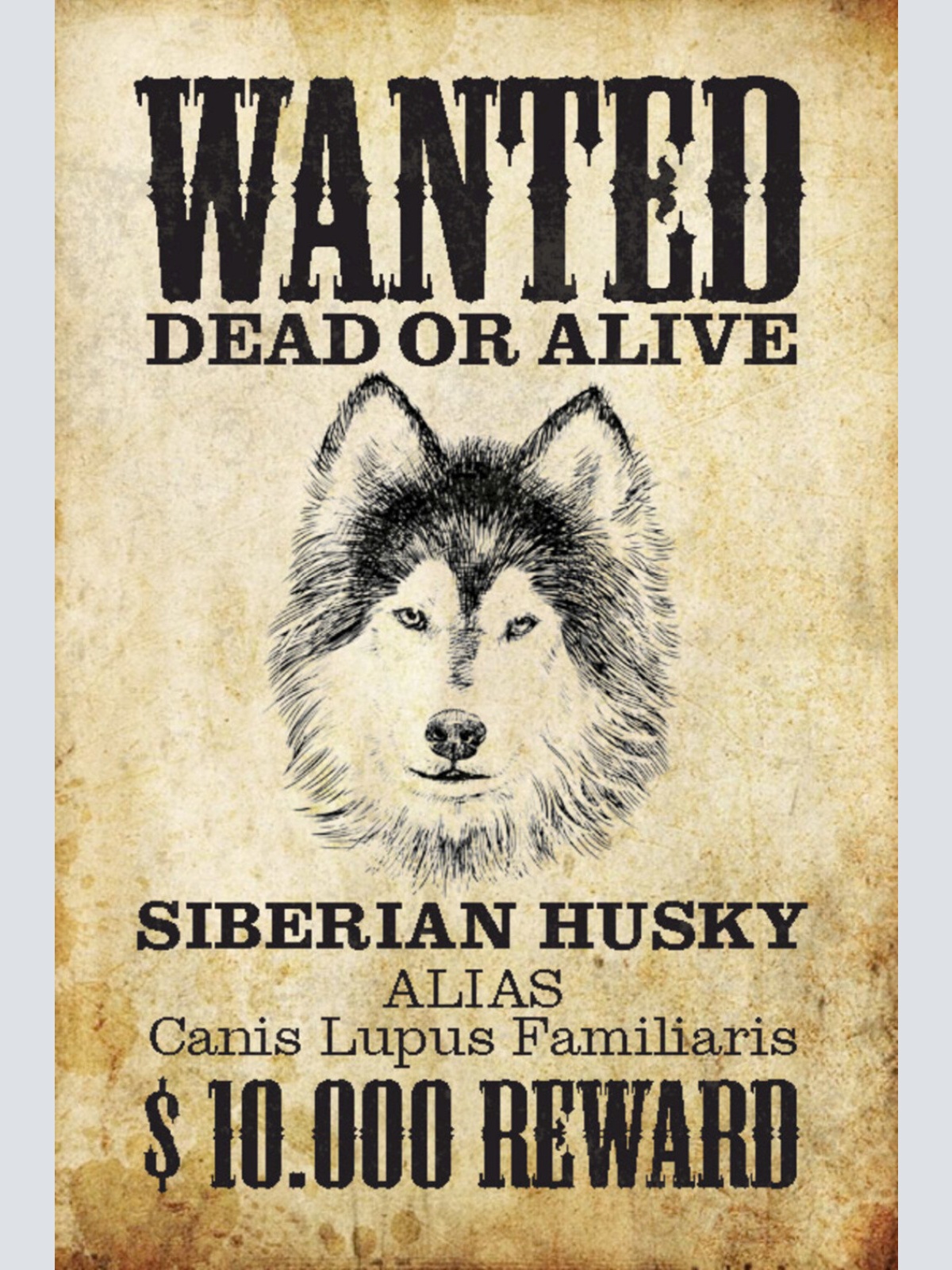 Schild Spruch Wanted Dead or Alive Gesucht Tot Lebend Siberian Husky Hund JW