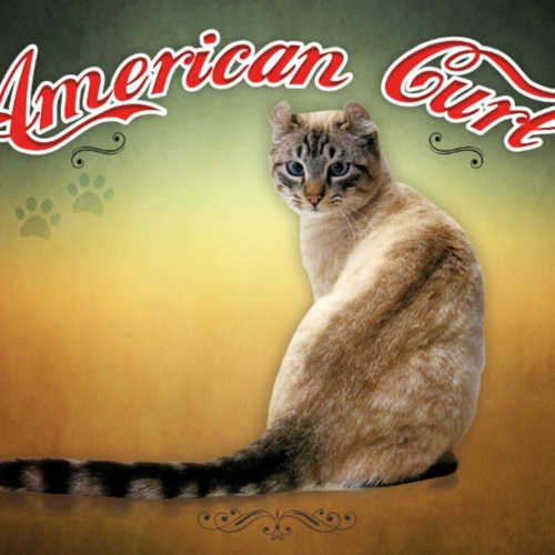 Schild Spruch American Curl Katze JW