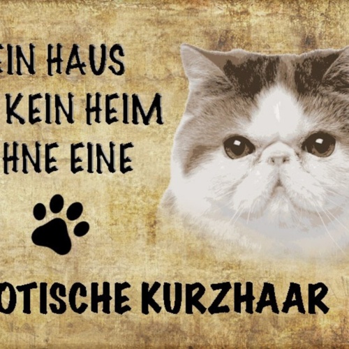 Schild Spruch Haus ist kein Heim ohne Exotische Kurzhaar Katze JW