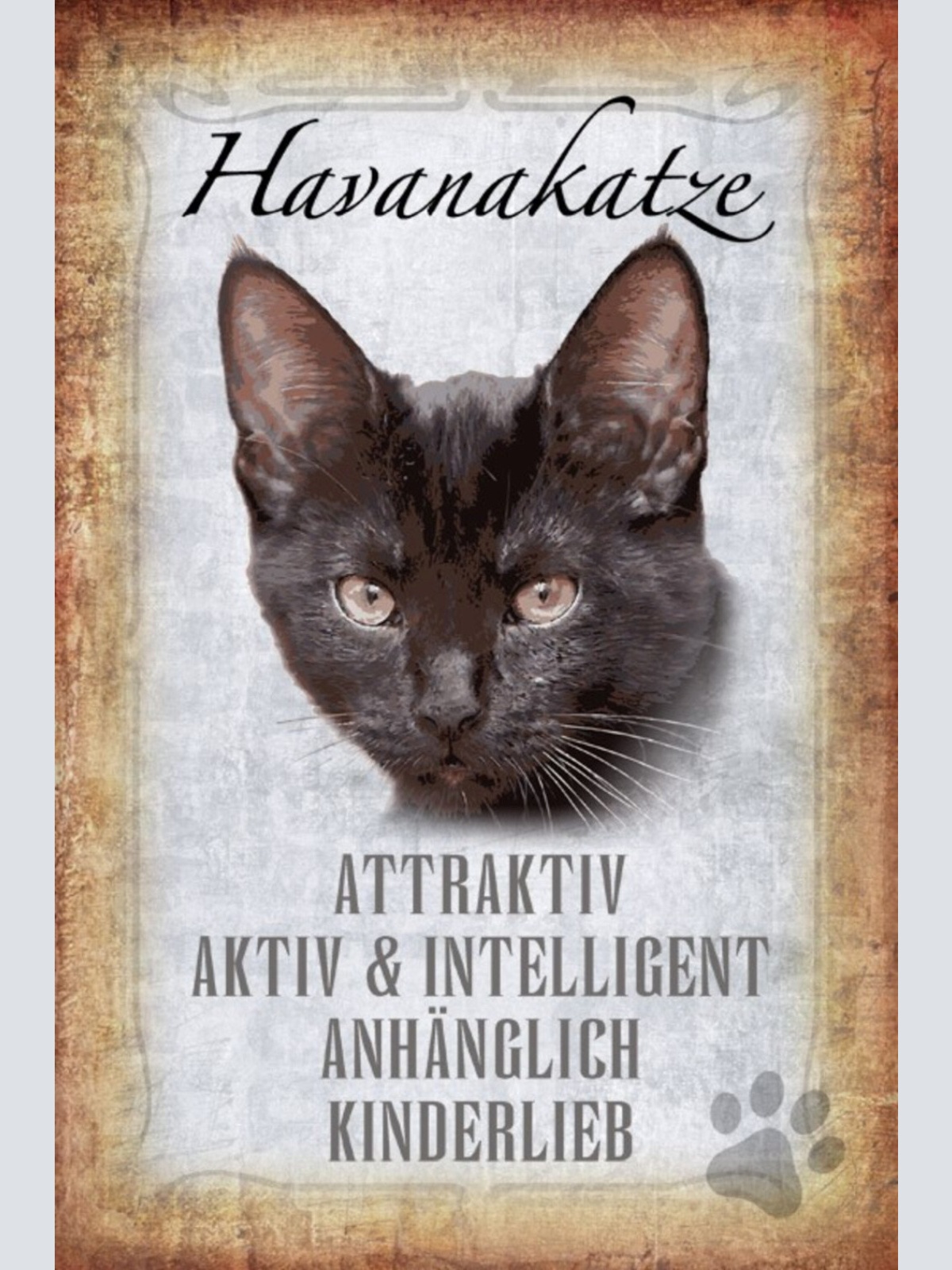 Schild Spruch Havanakatze Steckbrief Attraktiv Intelligent JW