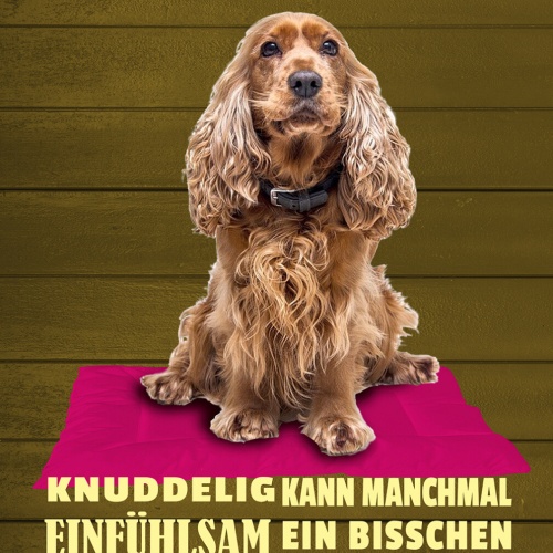 Schild Spruch Cocker Spaniel Steckbrief Knuddelig Verspielt Hund JW