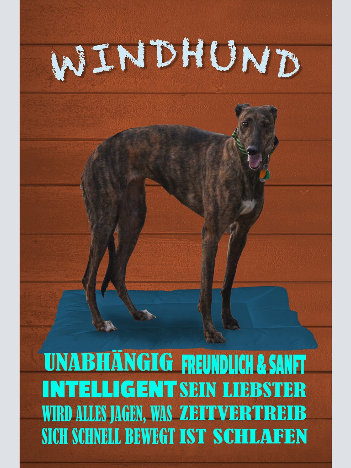 Schild Spruch Windhund Steckbrief Unabhängig Intelligent Hund JW
