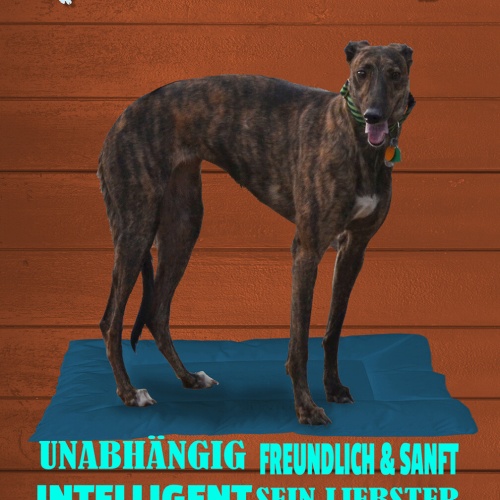 Schild Spruch Windhund Steckbrief Unabhängig Intelligent Hund JW